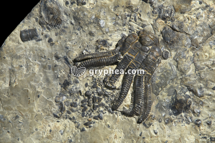 Encrine (Encrinus lilliformis, Muschelkalk) - gryphea.com